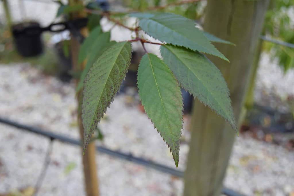 Prunus 'Okame' 12-14 HS